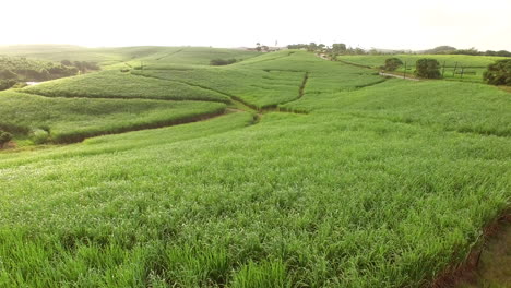 Drohne-Aufsteigender-Schuss-über-üppigen-Grünen-Zuckerrohrfeldern-In-Südafrika