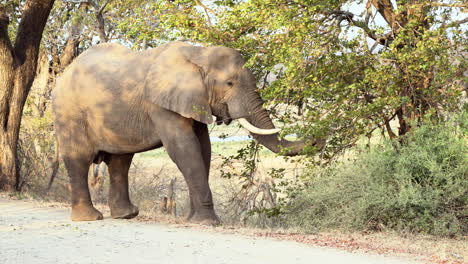 Afrikanischer-Elefant,-Der-In-Sträuchern-Nach-Nahrung-Sucht