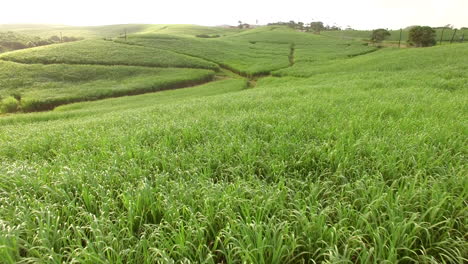 Slow-rising-drone-shot-revealing-lush-green-sugar-cane-fields-in-South-Africa