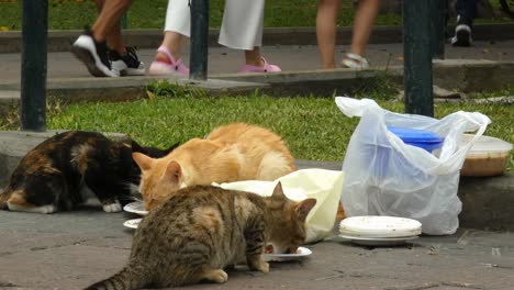Feral-stray-cats-eating-from-little-plastic-plates-in-a-public-park-called-"Parque-Kennedy"-located-in-Lima,-Peru-in-the-Miraflores-district