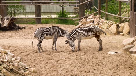 Schöner-Männlicher-Zebrakämpfender-Coplan