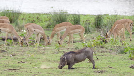 Warthog--rooting-in-the-ground