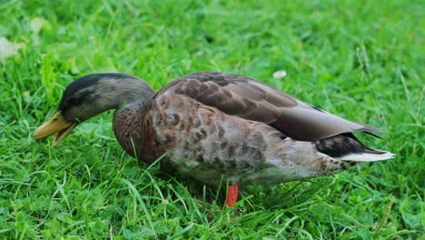 Closeup-Of-Mallard-Duck-Feeding-On-Fresh-Green-Grass-At-The-Field