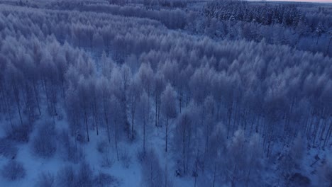 Boreale-Saisonale-Wälder,-Die-Im-Frühen-Morgenlicht-Mit-Frost-Bedeckt-Sind