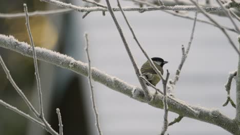 Great-Tit-Wild-Bird-Frost-Branches-Slow-Motion-Copy-Space-UK-Winter