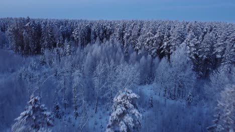 Boreal-seasonal-forests-covered-with-frost-in-early-morning-light-aerial-view