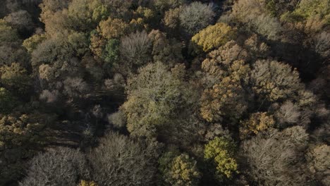 Herbst-Winter-Wald-Baldachin-Vogelperspektive-Antenne-Warwickshire-Uk