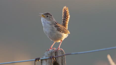 Close-up-of-a-Grass-Wren-on-a-fence-post-with-sunset-light