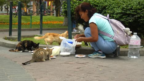 A-lady-feeding-stray-cats-in-a-public-park-called-"Parque-Kennedy"-located-in-Lima,-Peru-in-the-Miraflores-district