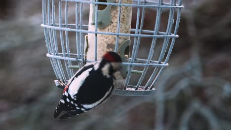Great-Spotted-Woodpecker-Bird-Feeder-UK-Winter-Frosty