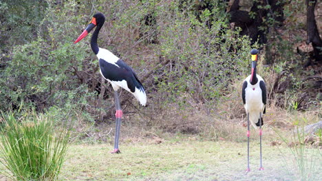 Yellow-billed-Stork-male-and-female-pair-standing-on-riverbank