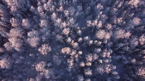 Boreal-seasonal-forests-covered-with-frost-in-early-morning-light-aerial-view