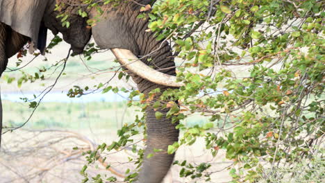 Afrikanischer-Elefant,-Der-In-Sträuchern-In-Nahaufnahme-In-Zeitlupe-Nach-Nahrung-Sucht