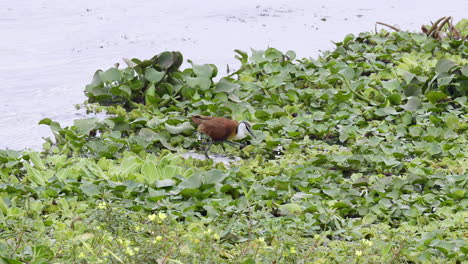 African-Jacana-foraging-while-walking-on-water-lilies-in-slowmotion