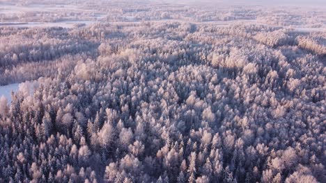 Boreale-Saisonale-Wälder,-Die-Im-Frühen-Morgenlicht-Mit-Frost-Bedeckt-Sind