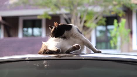 Cat-on-top-of-the-roof-doing-self-cleaning