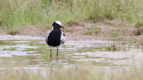 Blacksmith-lapwing-or-Blacksmith-plover-preening-feathers-while-standing-in-water,-close-up-in-slowmotion