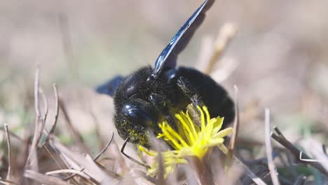 Extreme-front-close-up-of-violet-carpenter-bee-sucking-nectar-from-flower,-blue-bumblebee