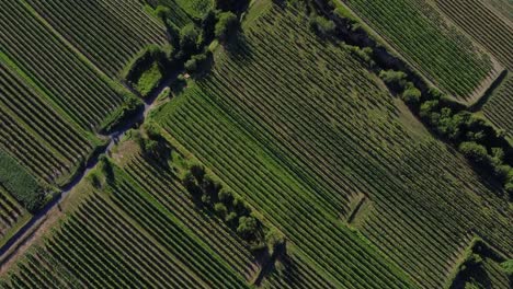 Aerial-view-of-an-astonishing-green-field-with-trees,-from-above