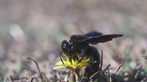 Violet-carpenter-bee-sucking-nectar-from-yellow-flower,-extreme-closeup-detail