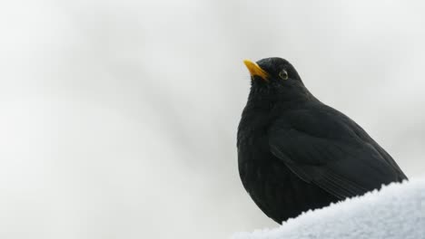 Schwarzer-Vogel-Wild-Isoliert-Weiß-Winter-Frost