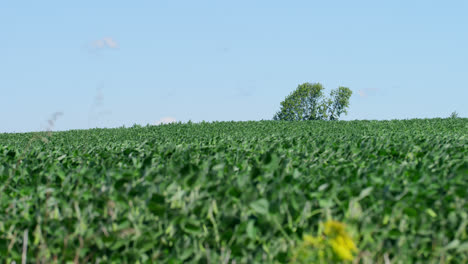 Agricultural-corn-field-on-Wisconsin-farmland-blowing-in-the-wind,-distant-tree-in-background