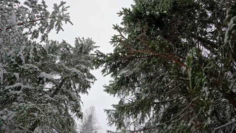 Low-angle-shot-while-walking-through-snow-covered-coniferous-trees-with-overcast-sky-in-the-background-on-a-cold-winter-day
