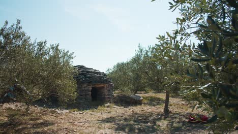 A-beautiful-view-of-the-olive-grove-and-the-old-stone-house