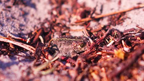 Close-up-of-a-frog-on-a-red-shady-sand-beach-background,-wild-life-fauna