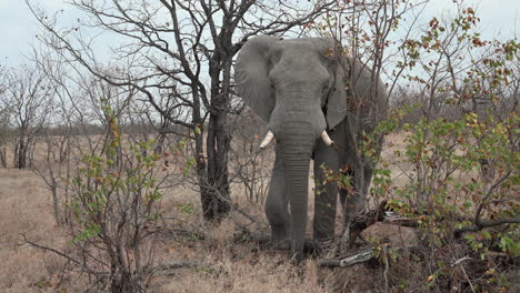 African-elephant--bull-foraging-in-shrubs