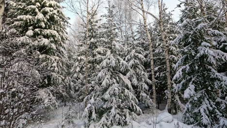 Forward-moving-shot-leading-upto-white-snow-covered-coniferous-tree-forest-on-a-cold-winter-day