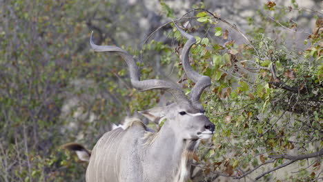 Greater-Kudu-male-nibbling-on-shrub,-close-up-in-slow-motion