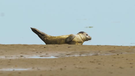 Phoca-Vitulina---Junger-Seehund---Am-Strand-Pins-Verschieben-Und-Sich-Umsehen---Insel-Texel,-Niederlande
