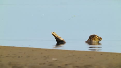 Ein-Junger-Seehund-Im-Seichten-Wattenmeer-In-Der-Nähe-Des-Sandstrandes-Auf-Der-Insel-Texel,-Niederlande