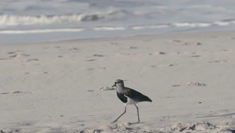 Southern-lapwing-walking-in-the-beach