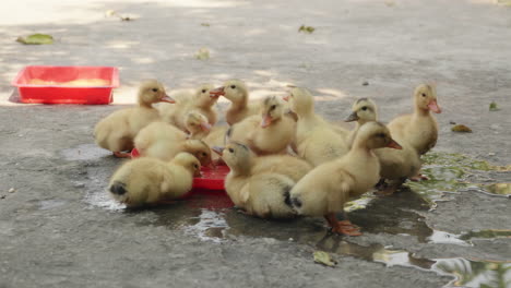 Group-of-yellow-baby-ducks-drinking-water