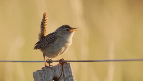 Grass-Wren-singing-on-a-fence-post-at-sunset-with-yellow-defocused-grass-at-background
