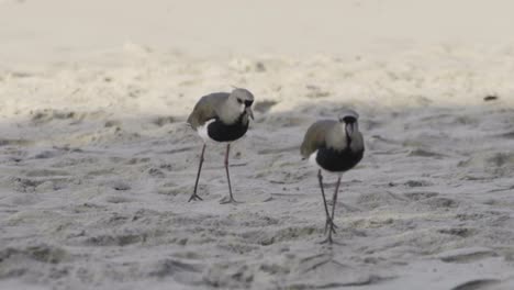 Two-Southern-lapwing-in-the-beach-sand