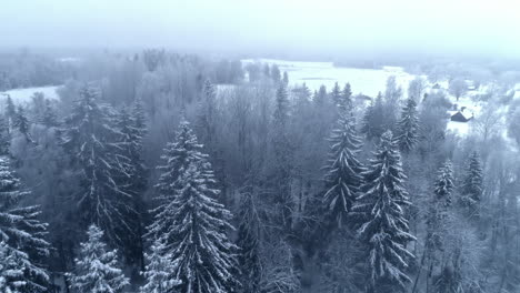 Aerial-drone-forward-moving-shot-over-a-path-on-the-outskirts-of-a-coniferous-forest-covered-with-white-snow-on-a-cold-foggy-day