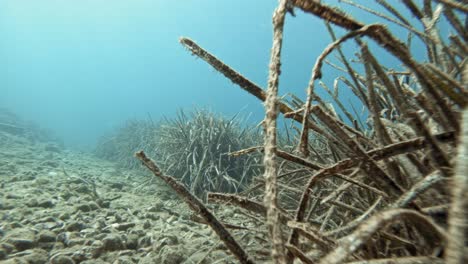 Diving-Underwater-With-Growing-Seagrasses-In-Jerusalem-Beach-In-Kefalonia,-Greece