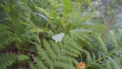 Weißer-Schmetterling,-Der-Auf-Farnblättern-Im-Wald-Des-Katthammaren-Berges-In-Molde,-Norwegen,-Thront