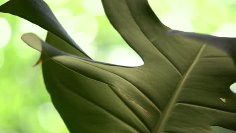 Dunkelgrünes-Blatt-Der-Monstera-Topfpflanze,-Nahaufnahme-Mit-Verschwommenem-Hintergrund