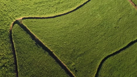 Aerial-birds-eye-view-of-a-sugar-cane-plantation-in-South-Africa