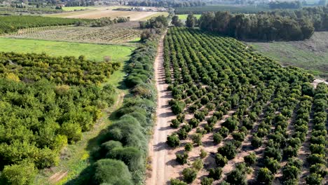 4k-Drone-Video--the-last-remains-of-Rechovot-old-historical-orange-fruit-orchards-and-vast-agricultural-open-fields-on-the-Eastern-outskirts-of-the-city-of-Rehovot--Israel