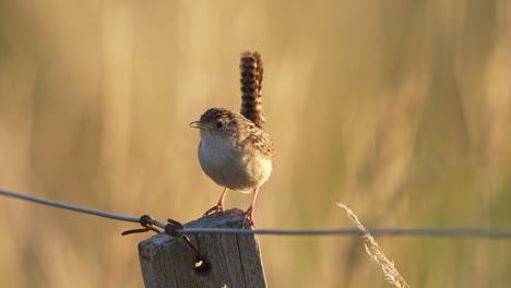 Grass-Wren-singing-on-a-fence-post-at-sunset-with-yellow-defocused-grass-at-background