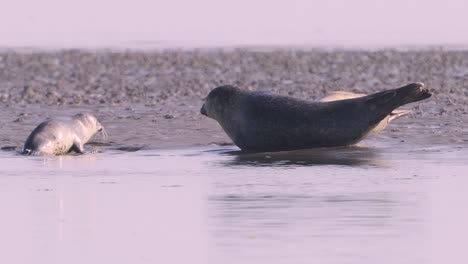 Common-seal-mother-watching-her-baby-seal-pup-emerging-from-the-water