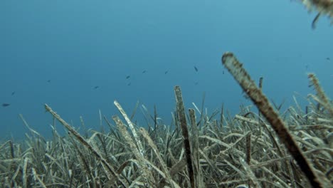 Diving-Under-The-Sea-Over-Seagrass-Bed-With-Reef-Fish-Swimming-At-Jerusalem-Beach-In-Greece