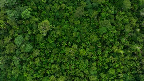 Drone-top-down-shot-bird-eye-view-of-tropical-Amazon-rain-forest-jungle