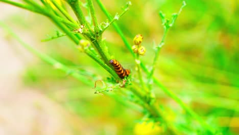 Yellow-black-striped-caterpillar-crawling-on-green-plant