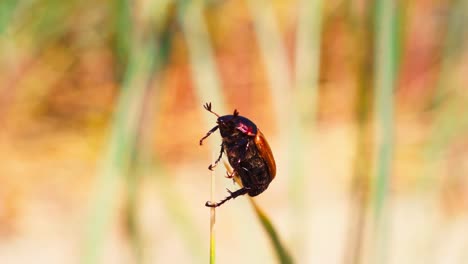 Escarabajo-Rojo-En-La-Punta-De-La-Hoja-De-Hierba,-Primer-Plano
